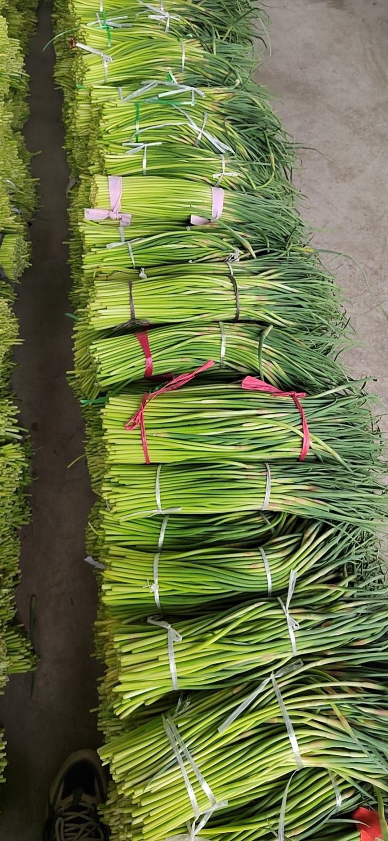 荆州精品红帽蒜苔上市了，直供电商.超市.发市场