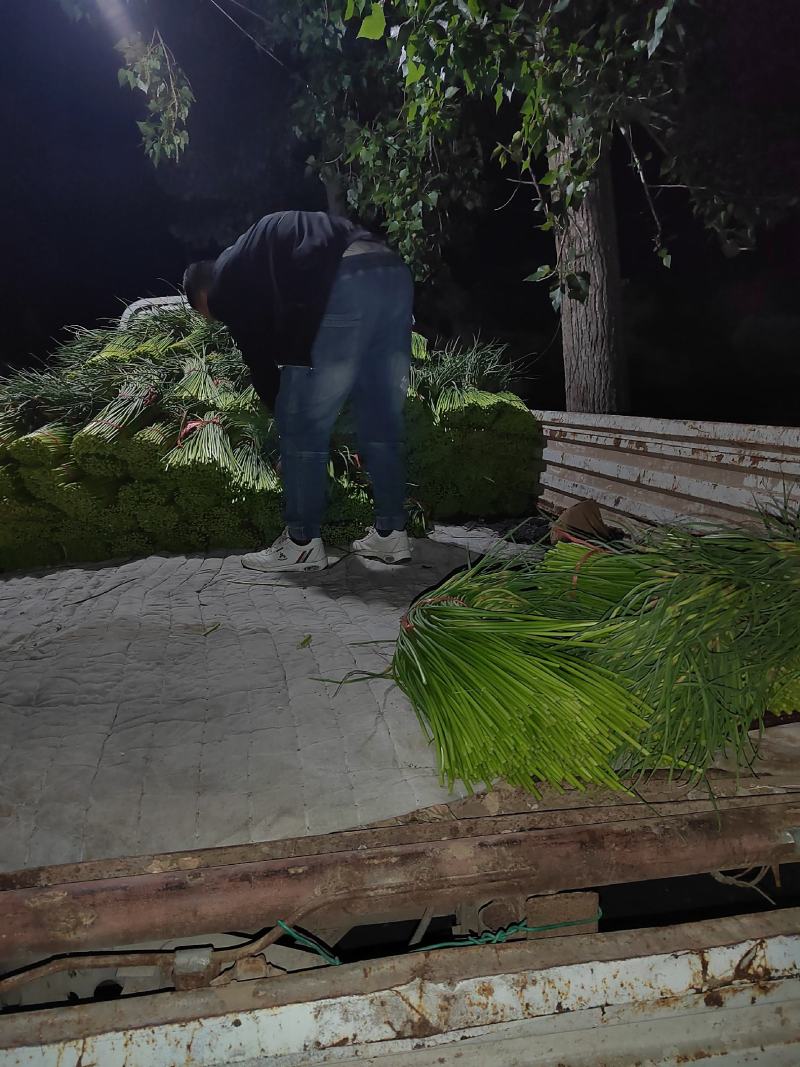 荆州精品红帽蒜苔上市了，直供电商.超市.发市场