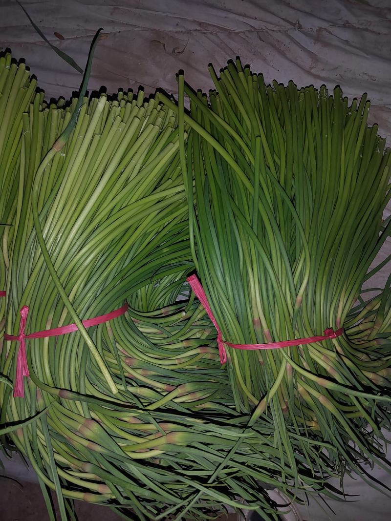 荆州精品红帽蒜苔上市了，直供电商.超市.发市场