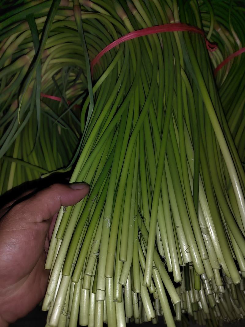 荆州精品红帽蒜苔上市了，直供电商.超市.发市场
