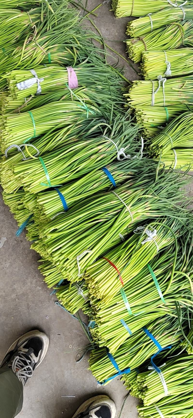 荆州精品红帽蒜苔上市了，直供电商.超市.发市场