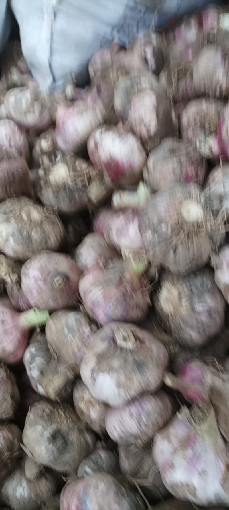 鲜大蒜