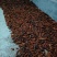 湖南省野生中药材“白蔹”鲜货供应，根茎类药材。