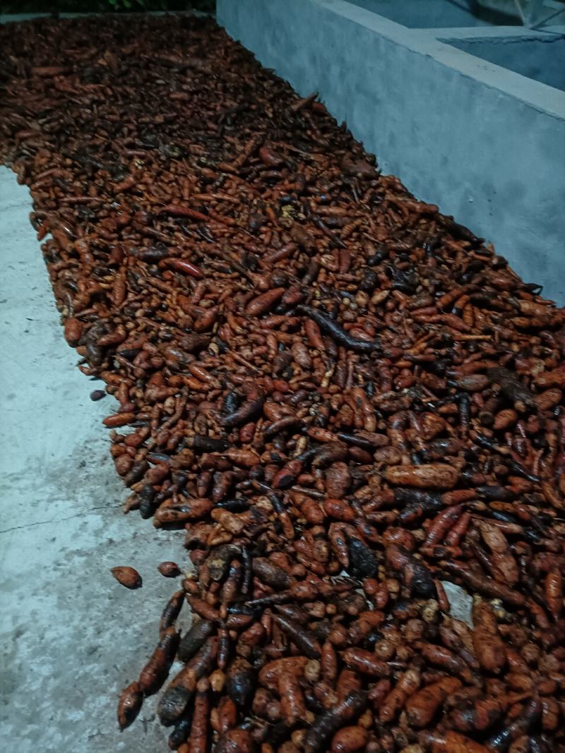 湖南省野生中药材“白蔹”鲜货供应，根茎类药材。