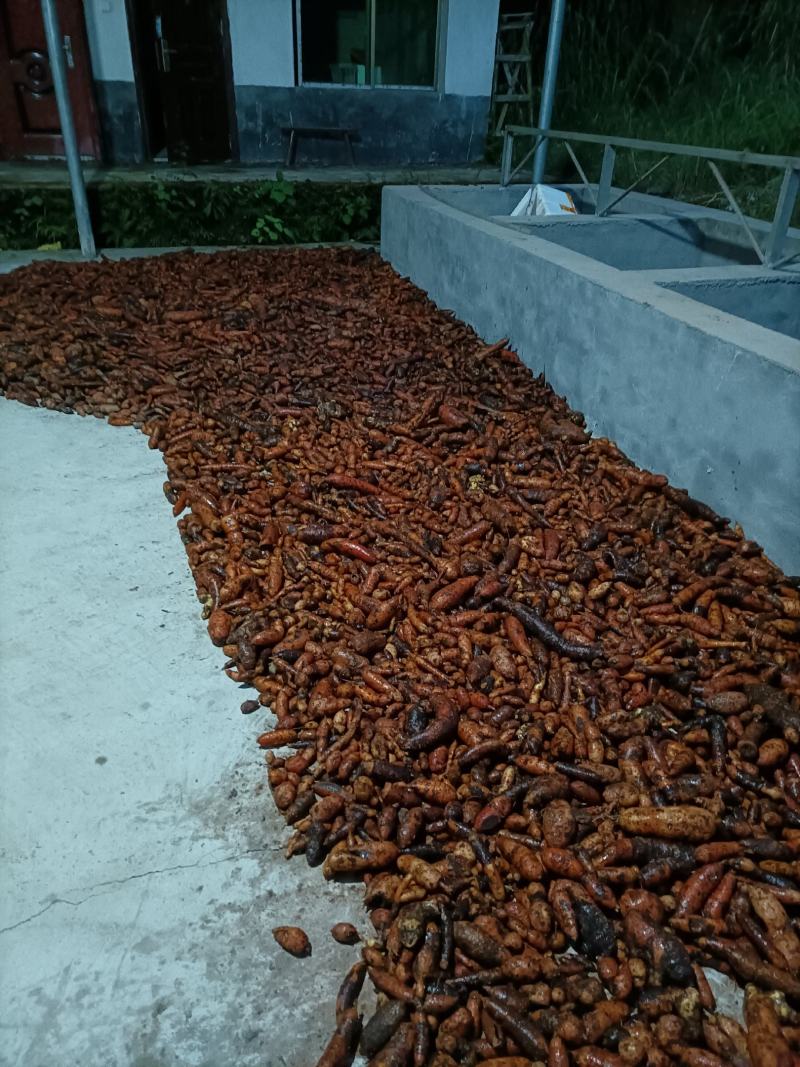 湖南省野生中药材“白蔹”鲜货供应，根茎类药材。