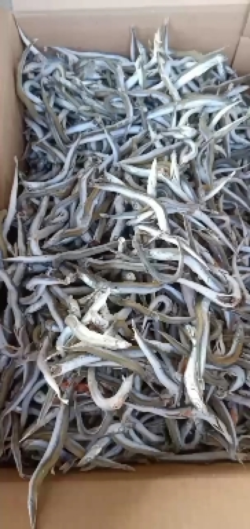 银针鱼产地直发大量现货大小条都有