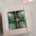 美都西瓜，头茬鲜瓜，九成熟，含糖量高，瓜型端正！原产地