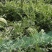 【热销】8424/美都西瓜基地直发保熟保甜对接全国