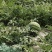 【热销】8424/美都西瓜基地直发保熟保甜对接全国