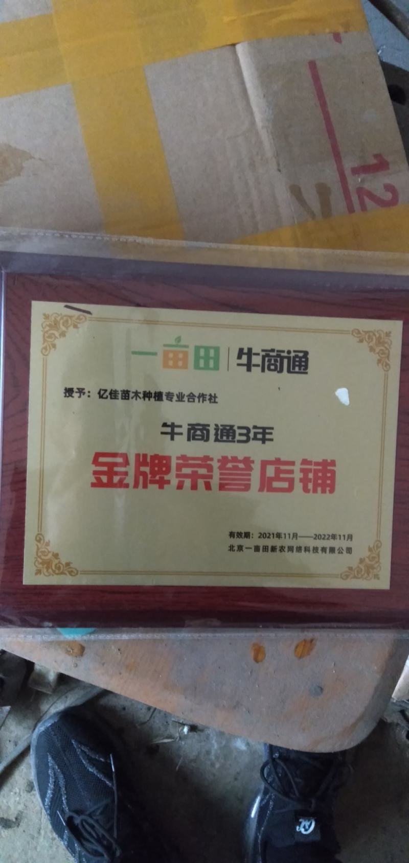 ，长叶香橙苗，糖度高，，可以留树8个月，假一倍十全国包邮
