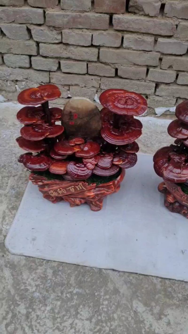 灵芝盆景，灵芝王大灵芝，一手货源，量大优惠，欢迎老板选构