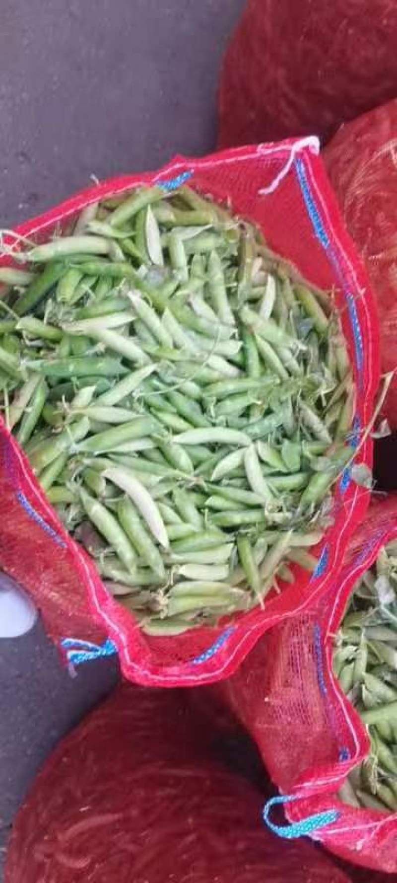 白豌豆，青豌豆，长寿仁，一手货源！四月十五日上市！