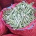 白豌豆，青豌豆，长寿仁，一手货源！四月十五日上市！