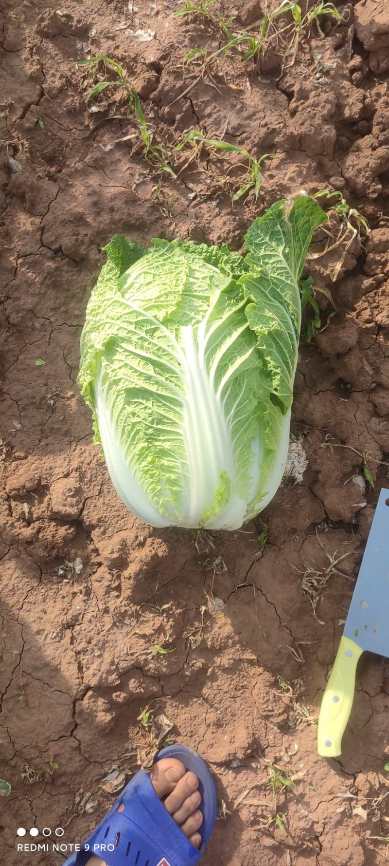 大白菜，黄心白菜，基地直供一手货无烧心品质好净菜说钱卖