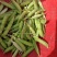 豌豆荚，荚长，饱满，无斑，每天现采！一手货源！专业装车！