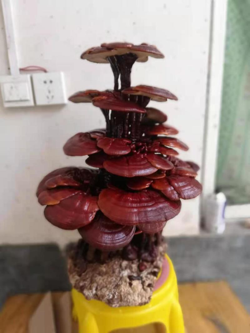 灵芝盆景，灵芝王大灵芝，一手货源，量大优惠，欢迎老板选构