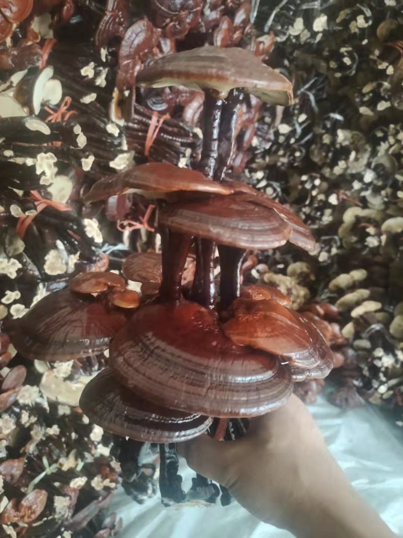 灵芝盆景，灵芝王大灵芝，一手货源，量大优惠，欢迎老板选构
