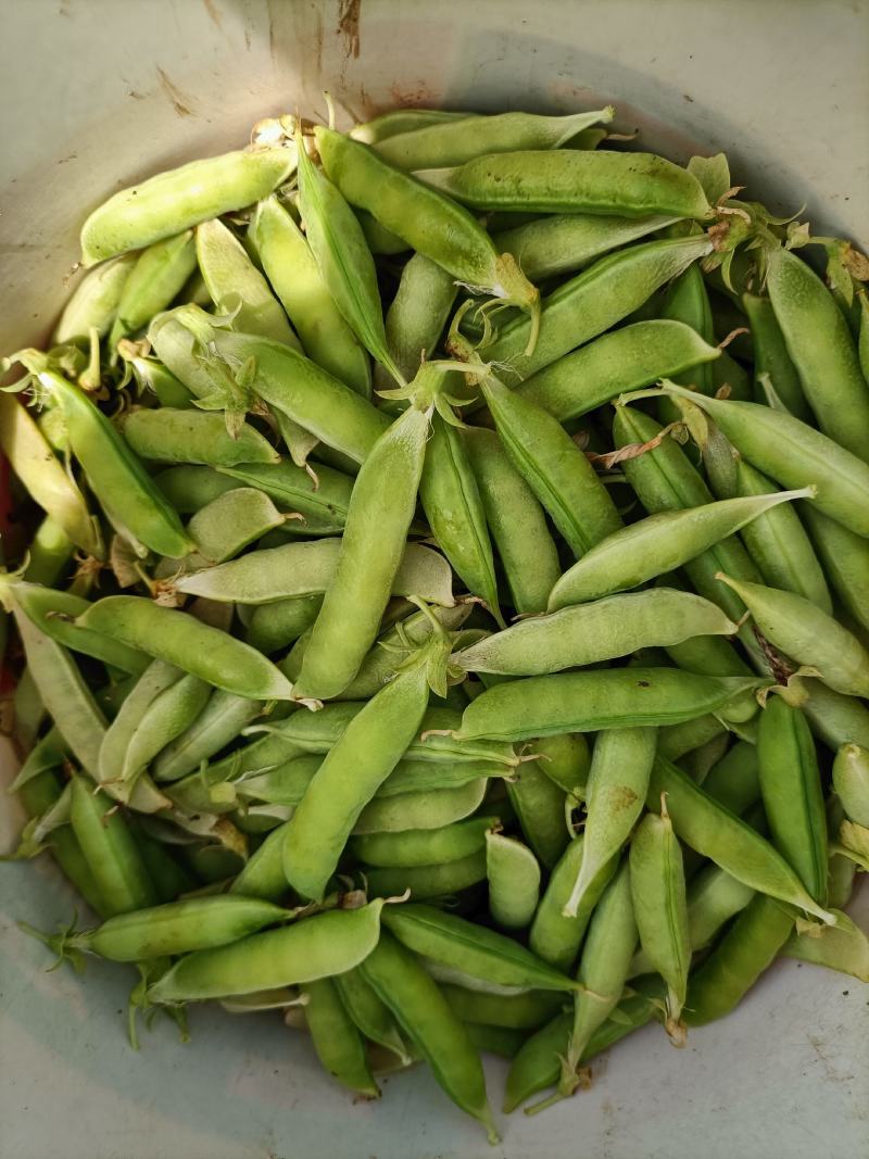 专业搬运，豌豆荚，荚长，饱满，无斑！无烂角！一手货源！
