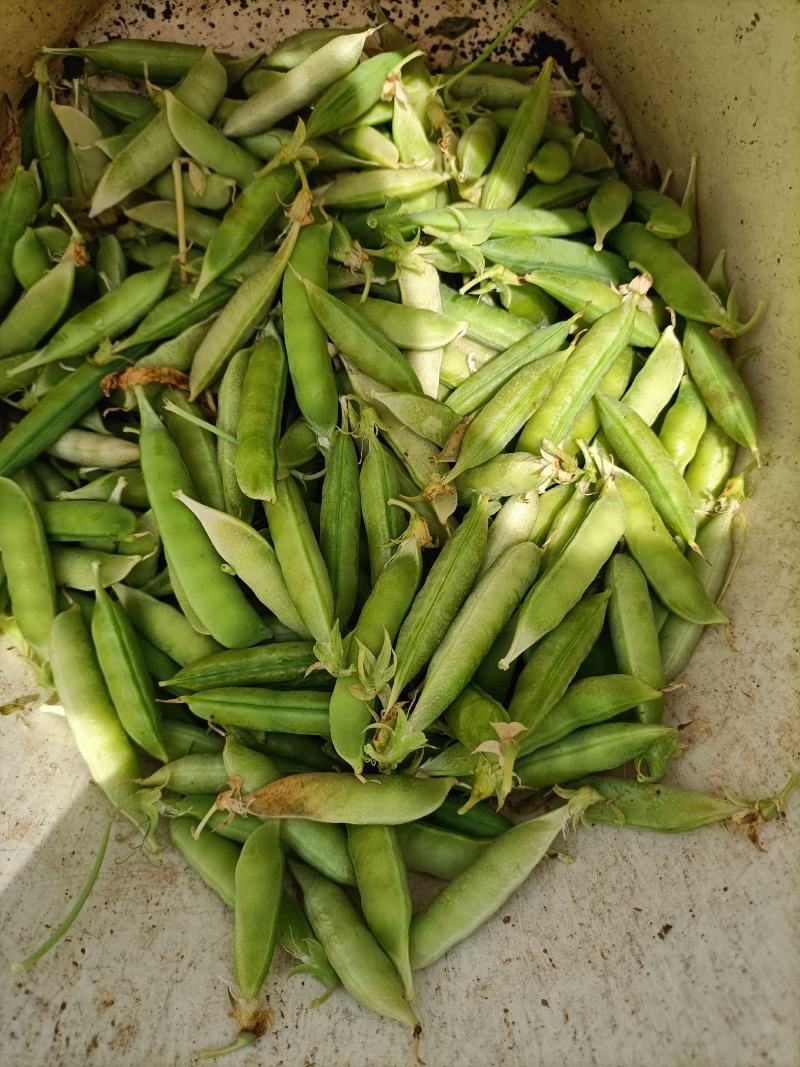 专业搬运，豌豆荚，荚长，饱满，无斑！无烂角！一手货源！