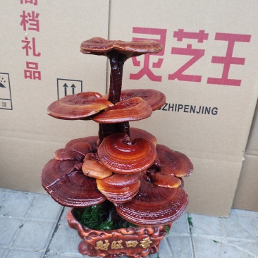 灵芝盆景，灵芝王大灵芝，一手货源，量大优惠，欢迎老板选构