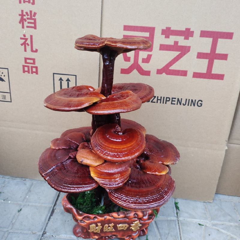 灵芝盆景，灵芝王大灵芝，一手货源，量大优惠，欢迎老板选构