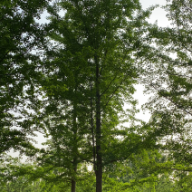 银杏树-山东苗木种植基地特低价直销，价格优惠