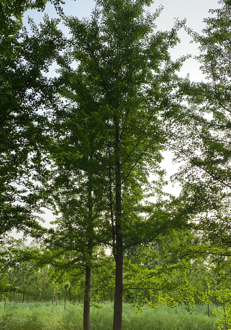 银杏树-山东苗木种植基地特低价直销，价格优惠