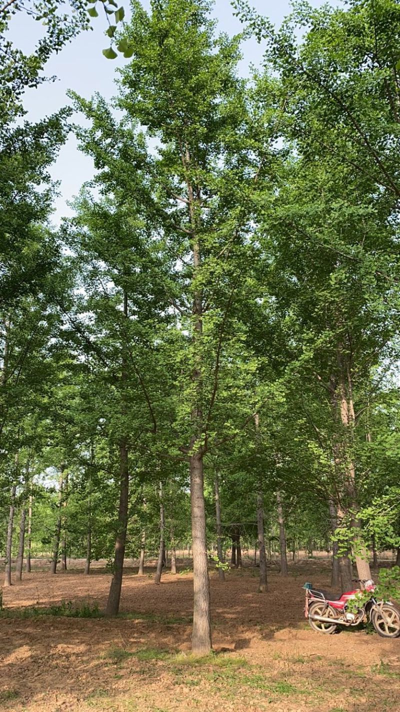银杏树-山东苗木种植基地特低价直销，价格优惠