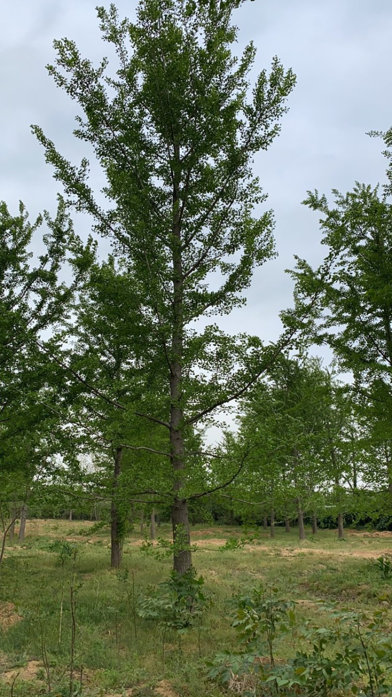 银杏树-山东苗木种植基地特低价直销，价格优惠