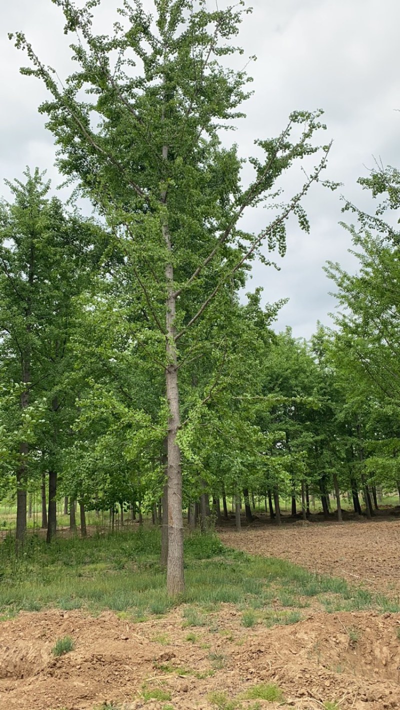 银杏树-山东苗木种植基地特低价直销，价格优惠