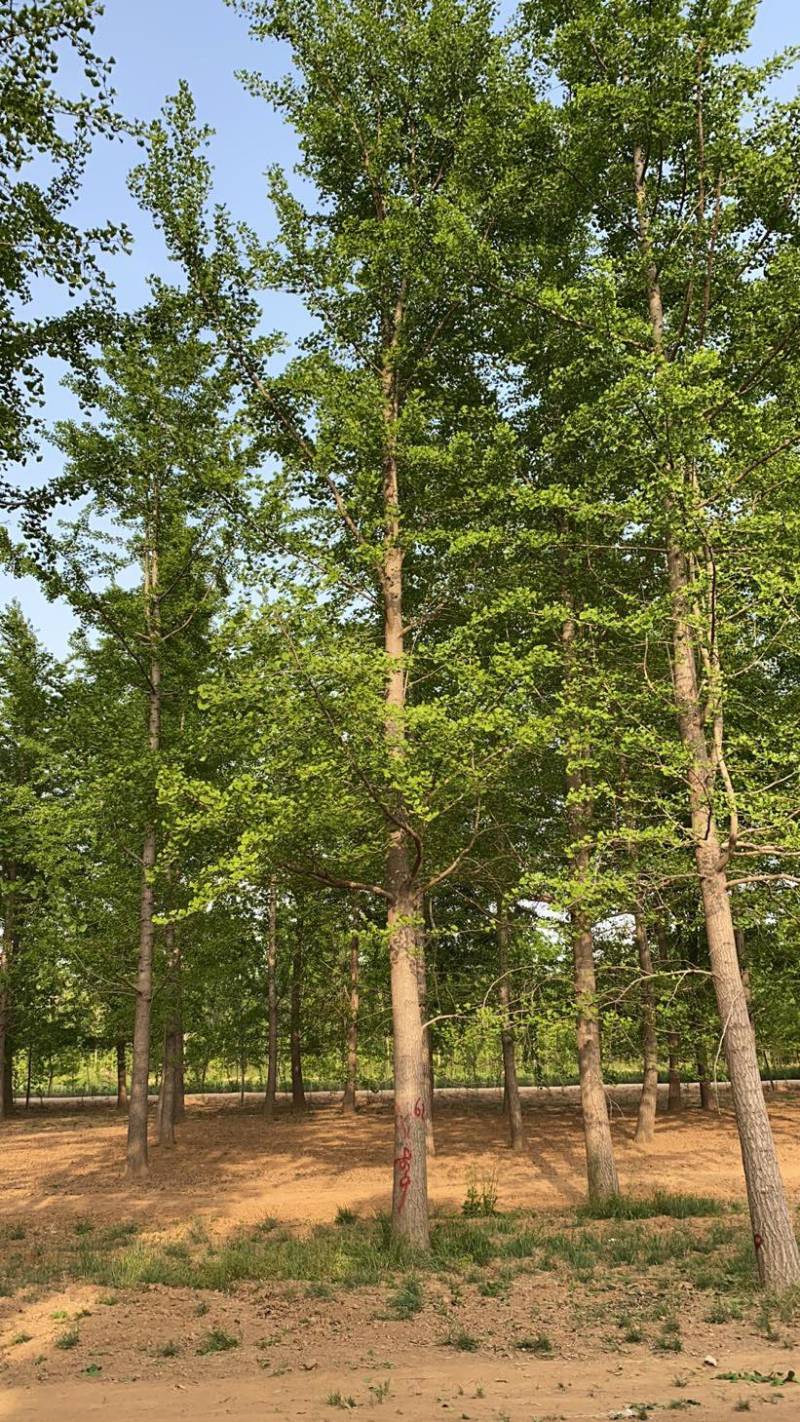 银杏树-山东苗木种植基地特低价直销，价格优惠
