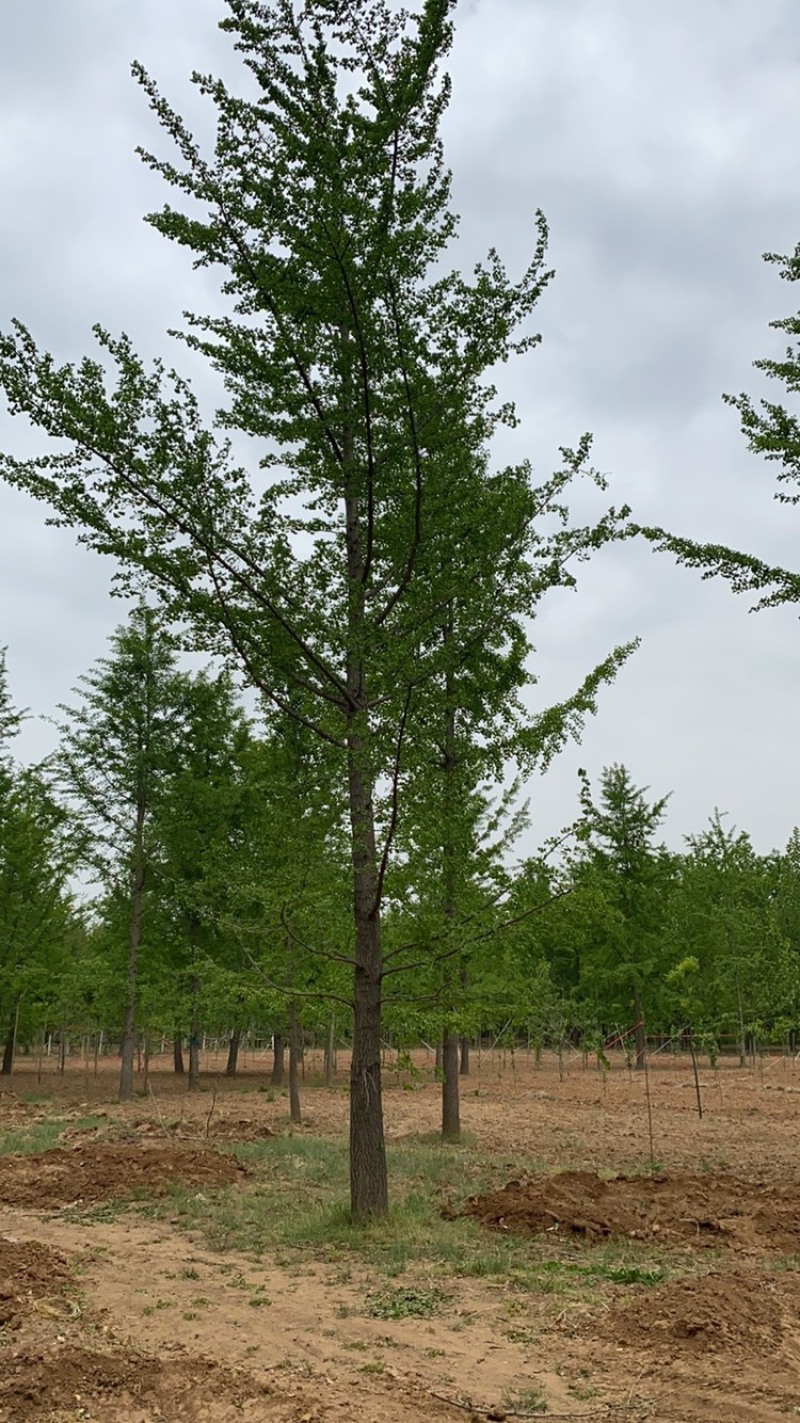 银杏树-山东苗木种植基地特低价直销，价格优惠