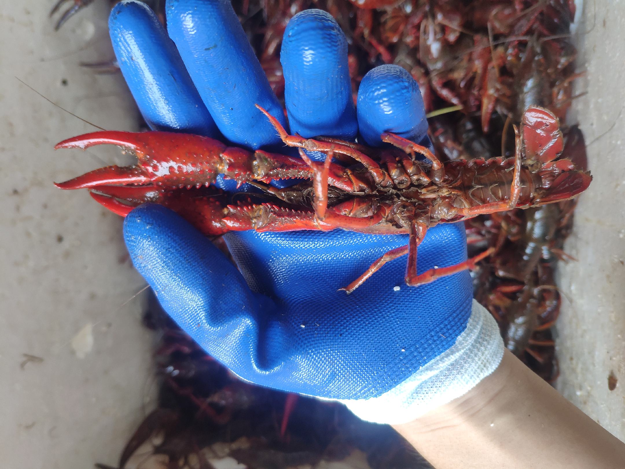 佩戴手套吃小龙虾的正确方式