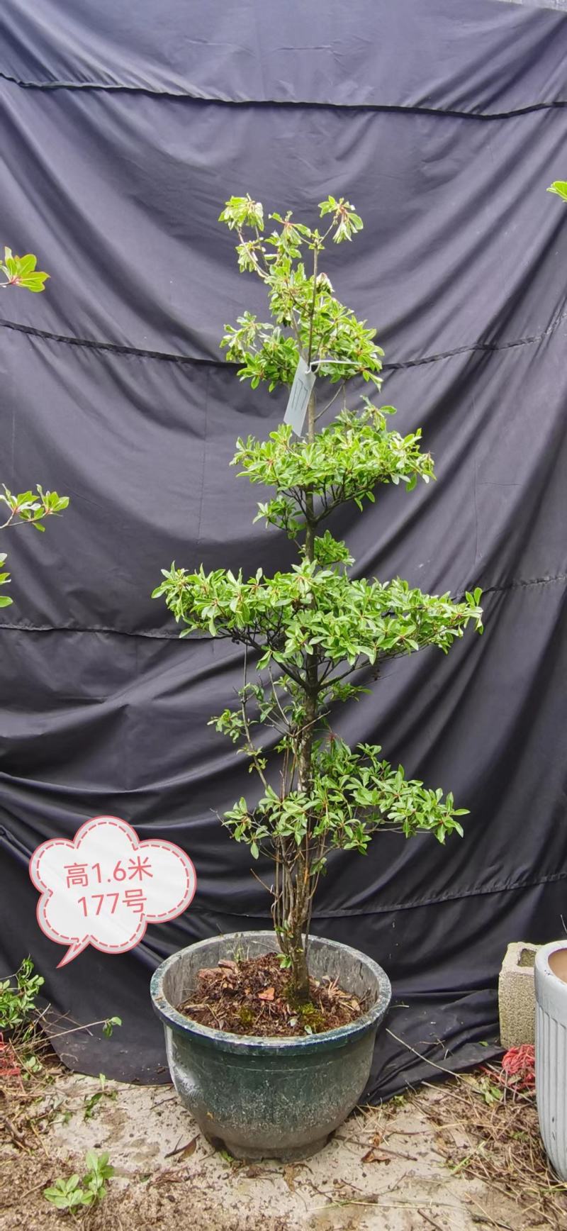 吊钟花，植物界的爱马仕