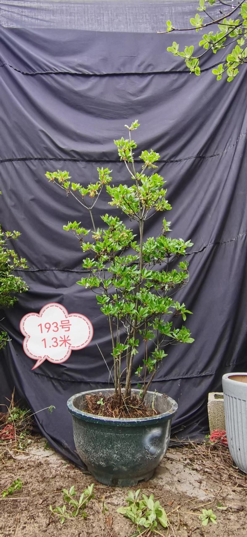 吊钟花，植物界的爱马仕