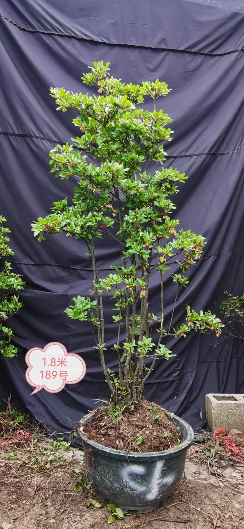 吊钟花，植物界的爱马仕