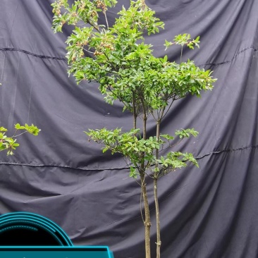 吊钟花，植物界的爱马仕