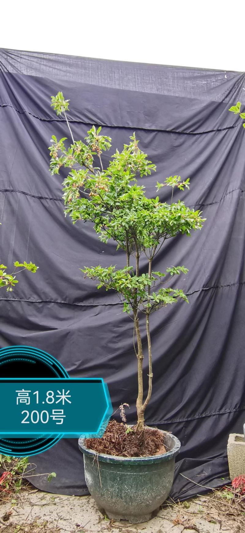 吊钟花，植物界的爱马仕