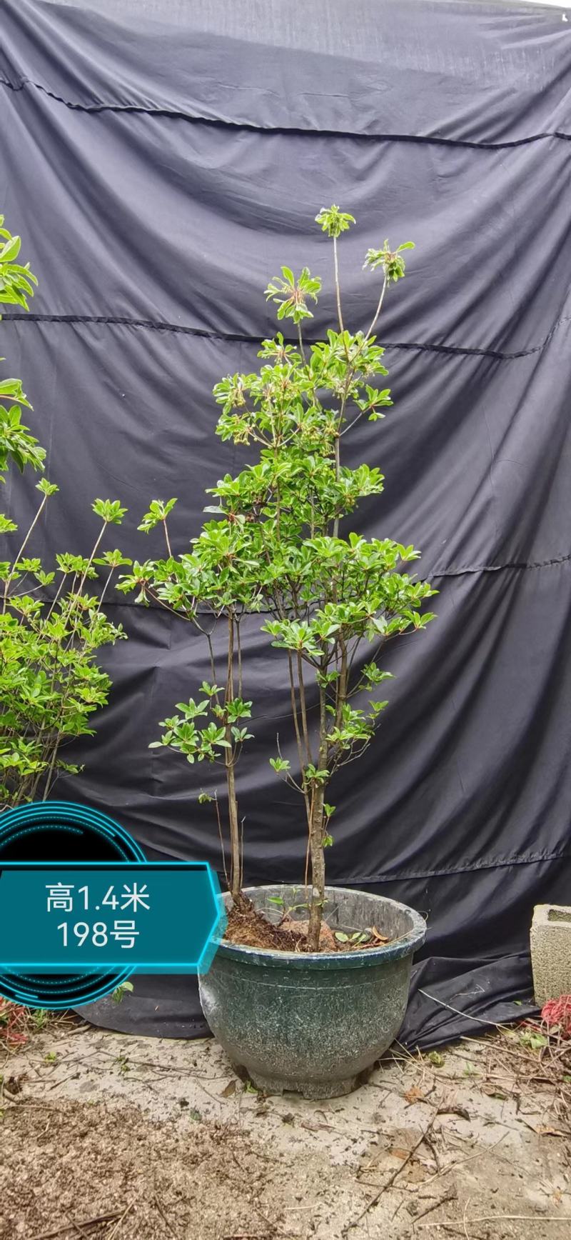 吊钟花，植物界的爱马仕