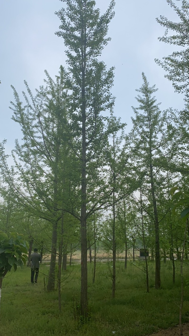 20公分银杏树—银杏之乡苗圃清地抛售处理