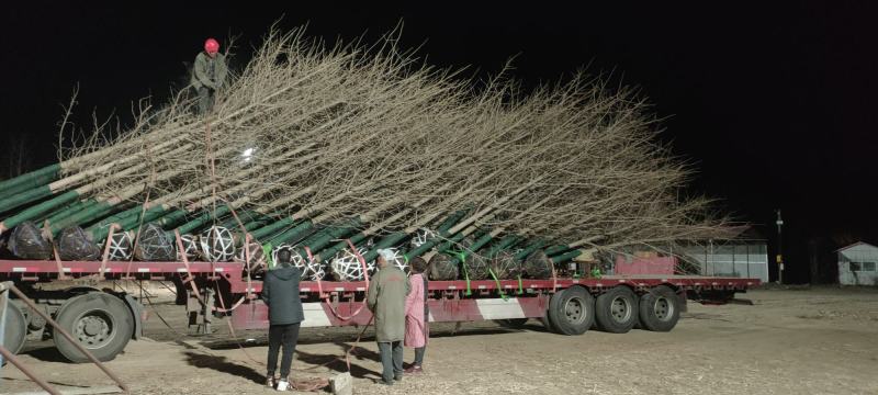 【银杏树】10～40公分树形美观*长势旺盛*品质优良