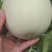 精品正圆玉姑果面干净