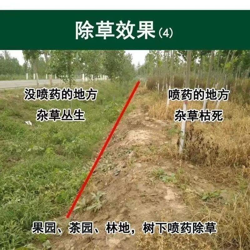 88.8%草甘膦铵盐除草剂果园荒地除杂草烂根杀所有柑橘槟