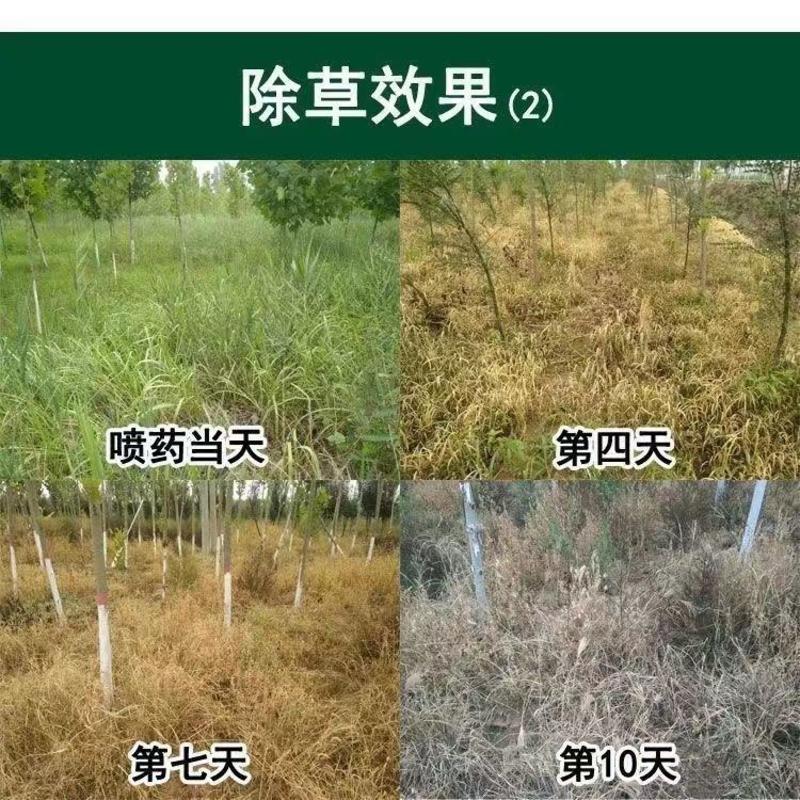 88.8%草甘膦铵盐除草剂果园荒地除杂草烂根杀所有柑橘槟