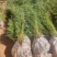 藏柏苗圆柏苗扁柏苗小袋苗大袋苗一手货源