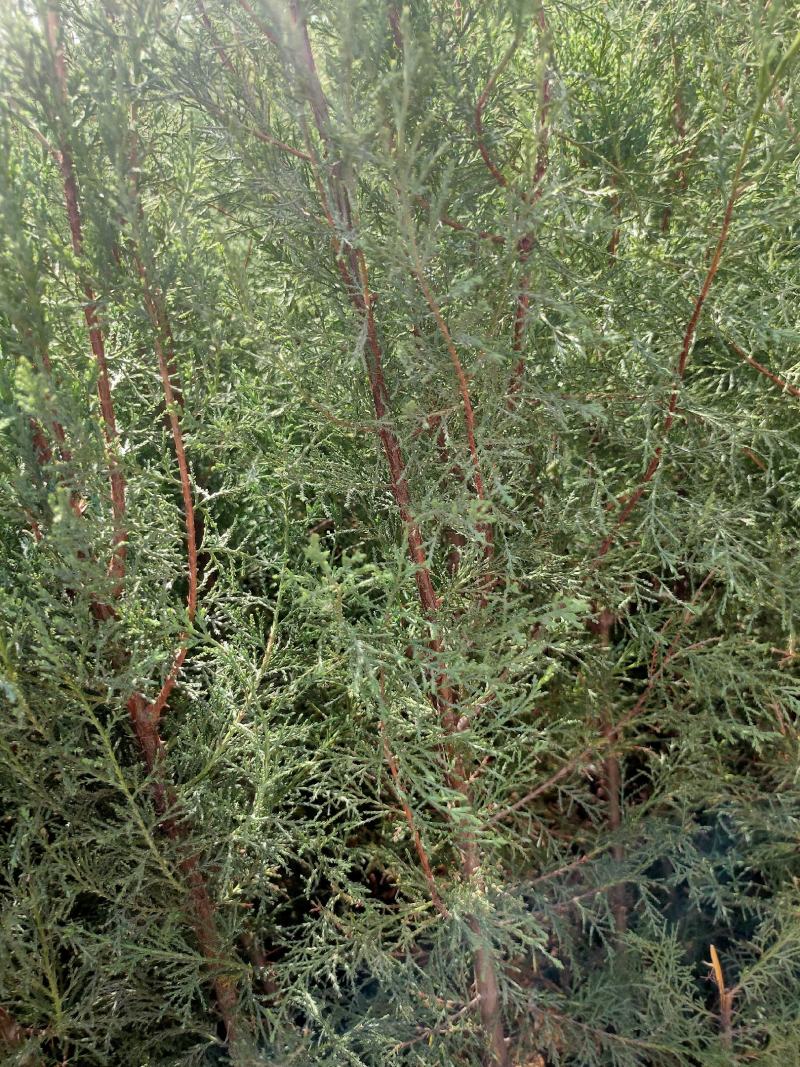 藏柏苗圆柏苗扁柏苗小袋苗大袋苗一手货源