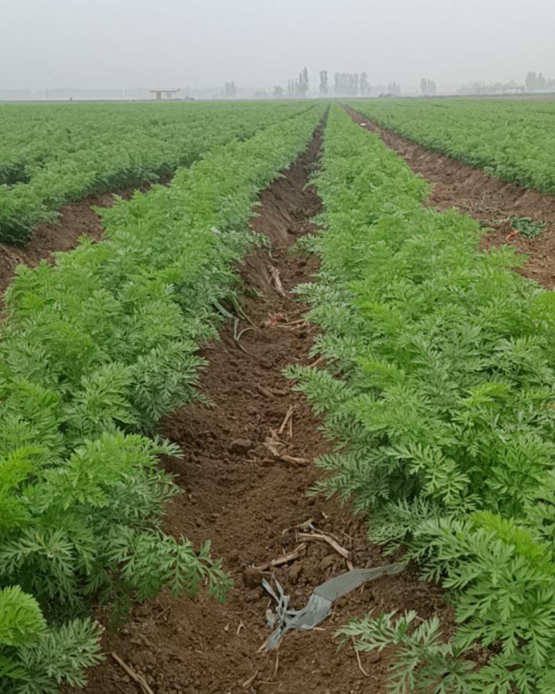 自家种植的胡萝卜160亩