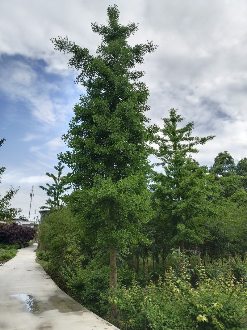 百果树，又名银杏树