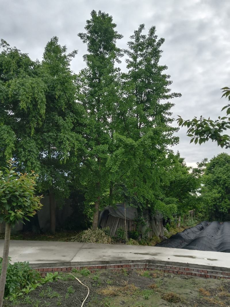 百果树，又名银杏树