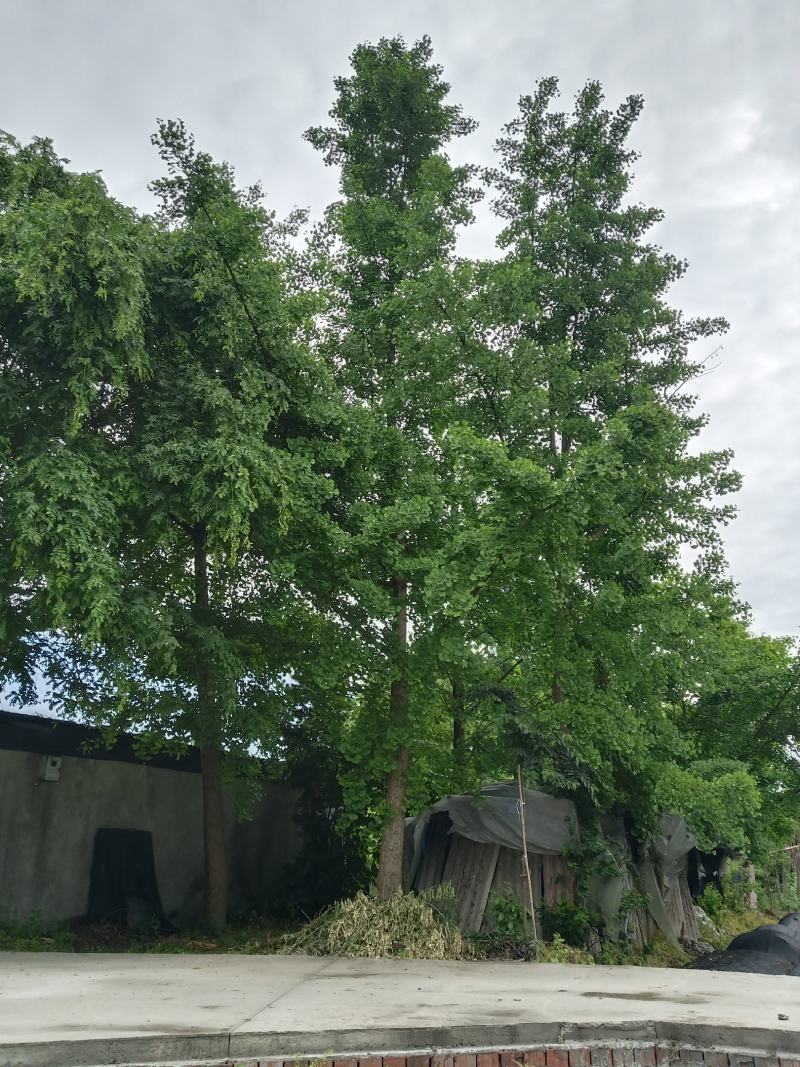 百果树，又名银杏树